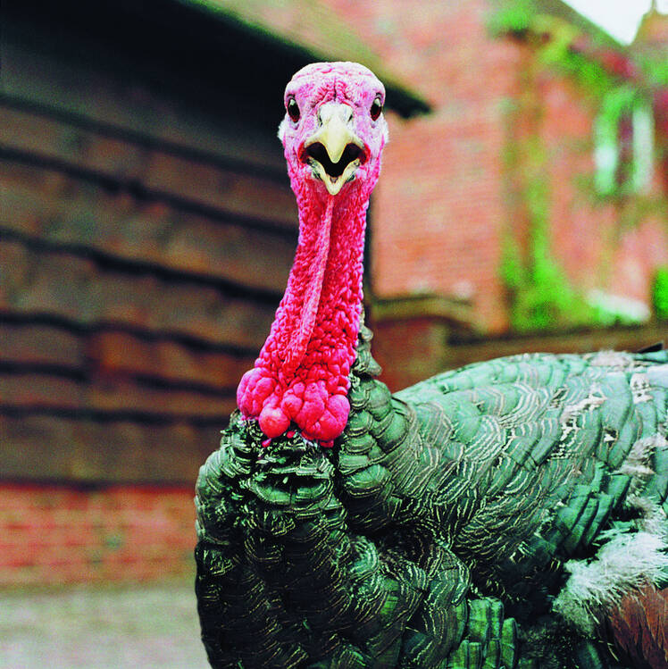 Turkeys all gone