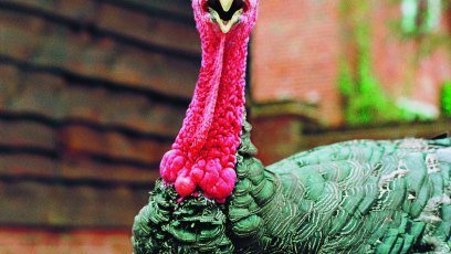 https://www.closerweekly.com/wp-content/uploads/2017/11/turkeys-all-gone.jpg?resize=408%2C230&quality=86&strip=all