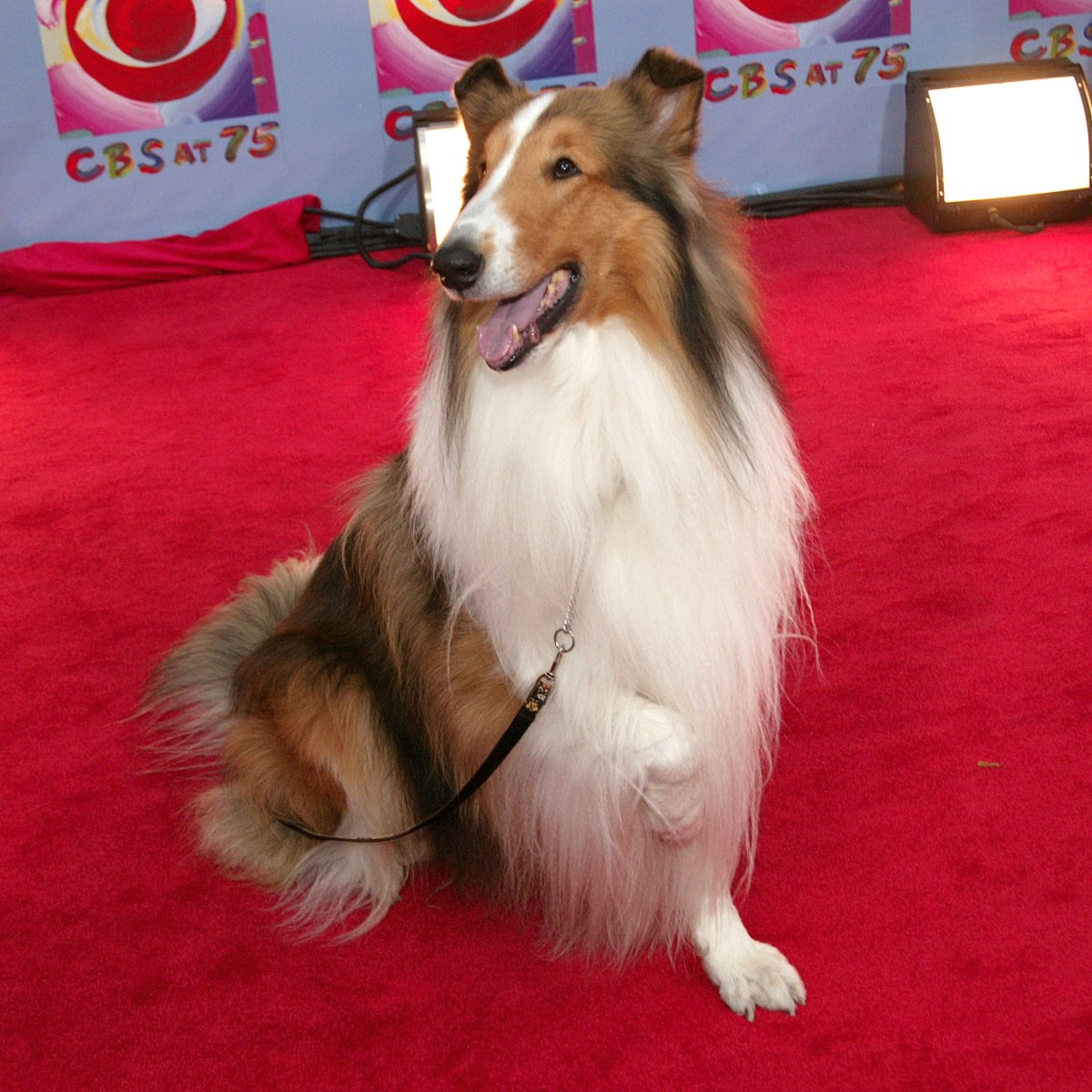 What Happened To Lassie?