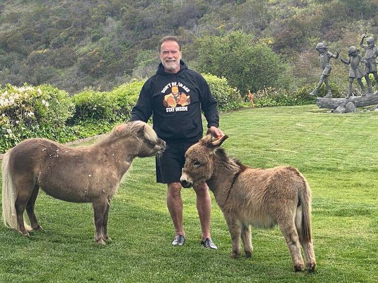 arnold-schwarzenegger-shares-video-working-out-with-pet-donkey-lulu